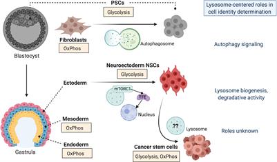 Organelle Cooperation in Stem Cell Fate: Lysosomes as Emerging Regulators of Cell Identity